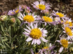 Erigeron poliospermus