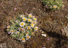Erigeron poliospermus