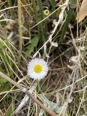 Erigeron flagellaris