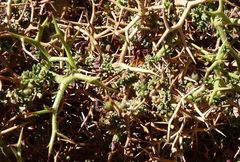 Adesmia spinosissima