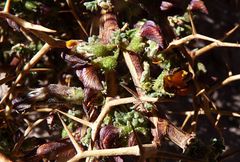 Adesmia spinosissima