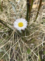 Erigeron flagellaris