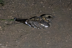 Caprimulgus clarus