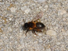 Andrena