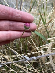 Erigeron flagellaris