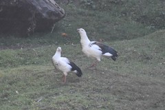 Oressochen melanopterus