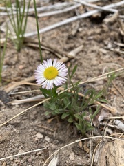 Erigeron flagellaris
