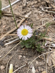 Erigeron flagellaris