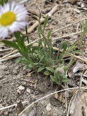 Erigeron flagellaris