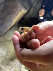 Phyllodactylus nocticolus