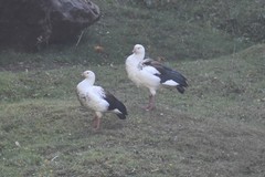 Oressochen melanopterus