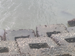 Grapsus albolineatus