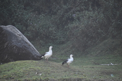 Oressochen melanopterus