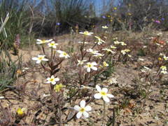 Polycarena batteniana