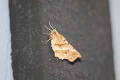 Selenia alciphearia
