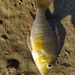 Gymnogeophagus mekinos - Photo (c) Javier Piquillén, some rights reserved (CC BY-NC), uploaded by Javier Piquillén