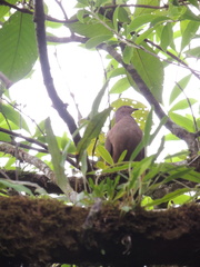 Patagioenas subvinacea