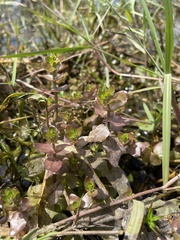 Bacopa caroliniana