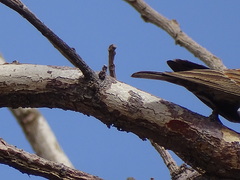 Eremopterix leucotis