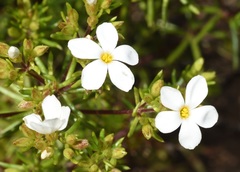 Leptosiphon floribundus