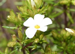 Leptosiphon floribundus