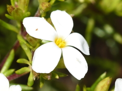 Leptosiphon floribundus