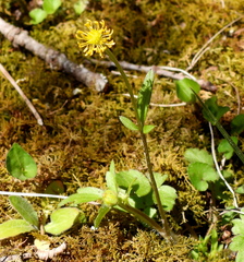 Ranunculus micranthus