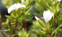 Leptosiphon floribundus