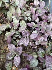 Hemigraphis alternata