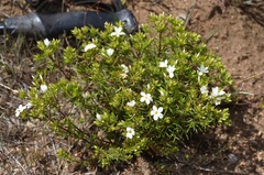 Leptosiphon floribundus