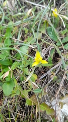 Gagea chlorantha