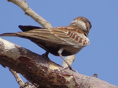 Eremopterix leucotis