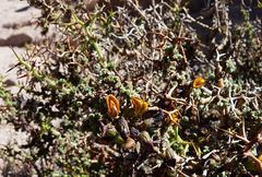 Adesmia spinosissima