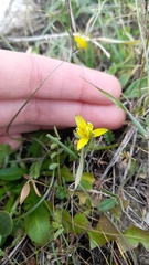 Gagea chlorantha