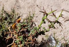 Adesmia spinosissima