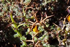 Adesmia spinosissima