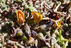 Adesmia spinosissima