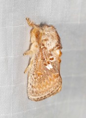 Pseudanapaea denotata