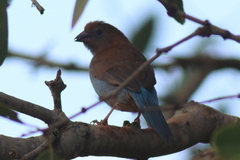 Uraeginthus bengalus