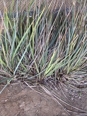 Carex spissa
