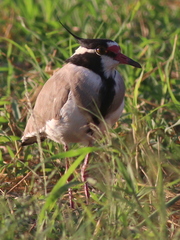 Vanellus tectus