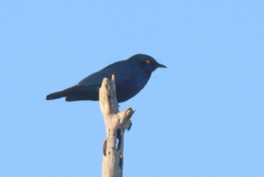 Lamprotornis chalybaeus