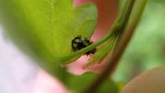 Propylea quatuordecimpunctata