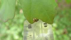 Propylea quatuordecimpunctata