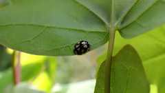 Propylea quatuordecimpunctata