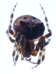 Araneus illaudatus