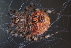 Araneus illaudatus