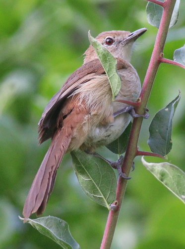 Northern Brownbul (Phyllastrephus strepitans), photo 1