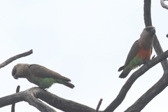 Poicephalus rufiventris