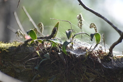 Epidendrum conopseum
